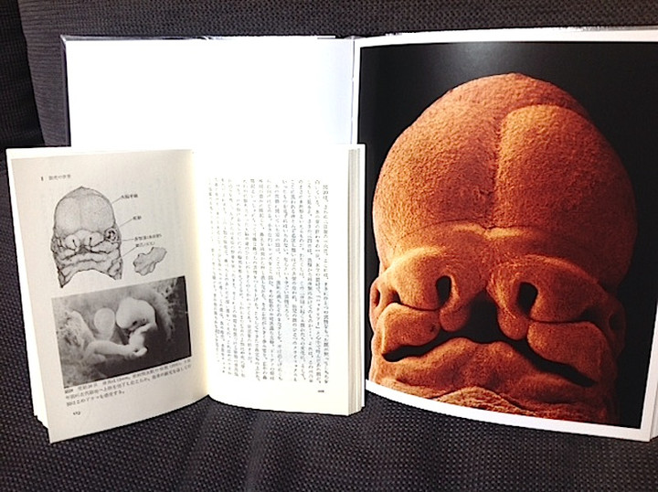 A Child is Born 赤ちゃんの誕生 トップ 赤ちゃんの誕生 あすなろ書房